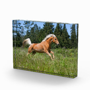 Bloc Photo Cheval Palomino courant à travers une prairie