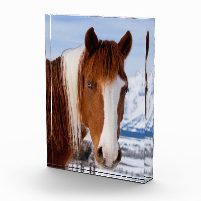 Bloc Photo Cheval Pinto mont Moran en hiver (Droite)