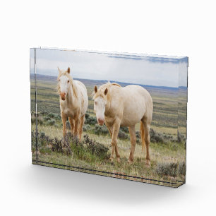 Bloc Photo Cheval sauvage errant dans la prairie de Cody