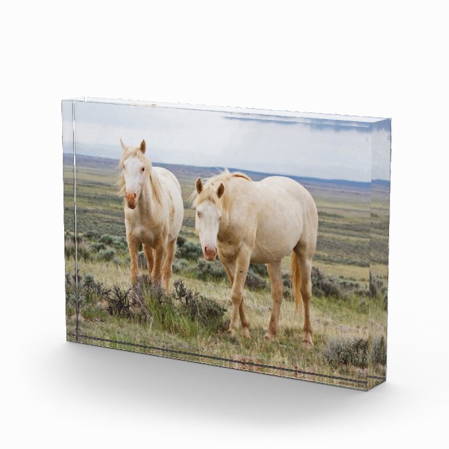 Bloc Photo Cheval sauvage errant dans la prairie de Cody (Droite)