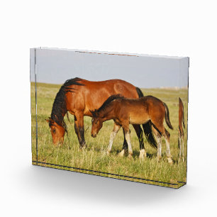 Bloc Photo Cheval sauvage Mère et Colt pâturage