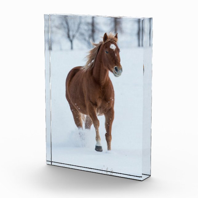 Bloc Photo Cheval seul courant dans la neige (Droite)
