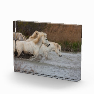 Bloc Photo Chevaux blancs de Camargue courant dans l'eau