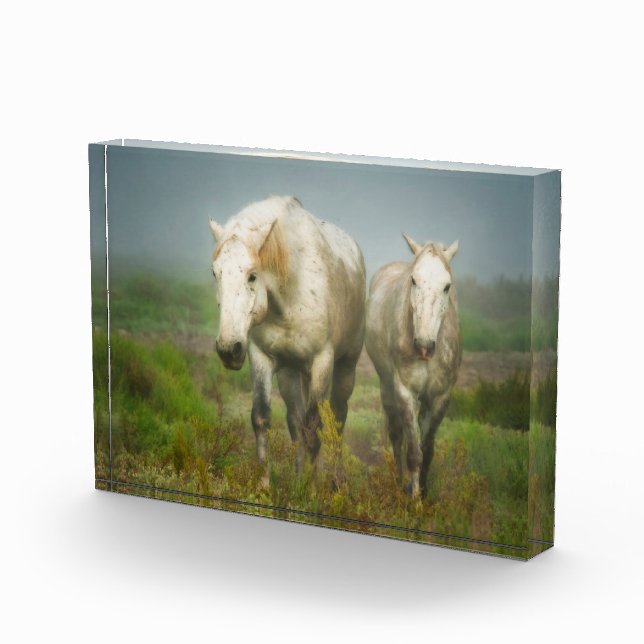Bloc Photo Chevaux blancs de Camargue en champ (Droite)