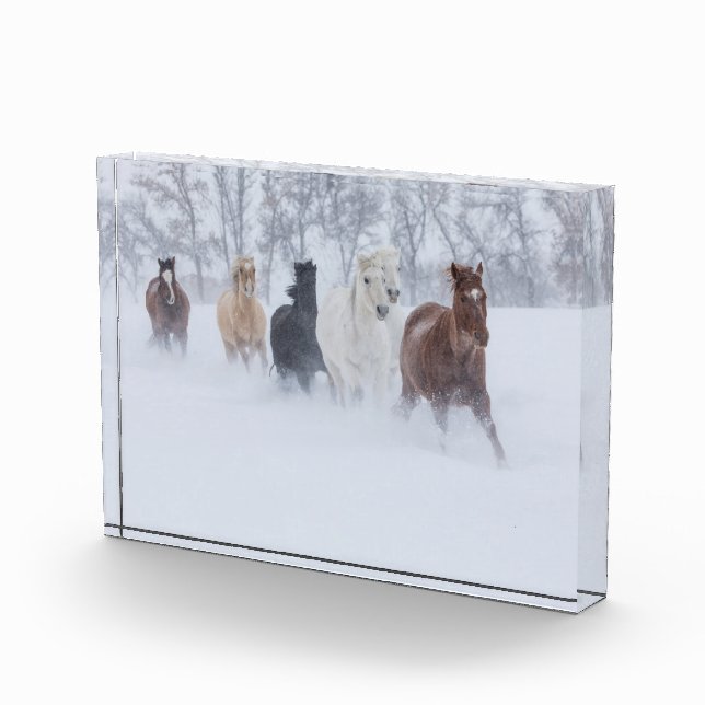 Bloc Photo Chevaux courant à travers la neige (Droite)