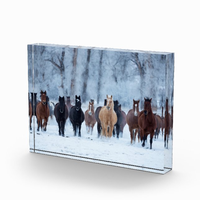 Bloc Photo Chevaux dans le froid (Droite)