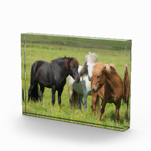 Bloc Photo Chevaux dans le ranch, sud de l'Islande