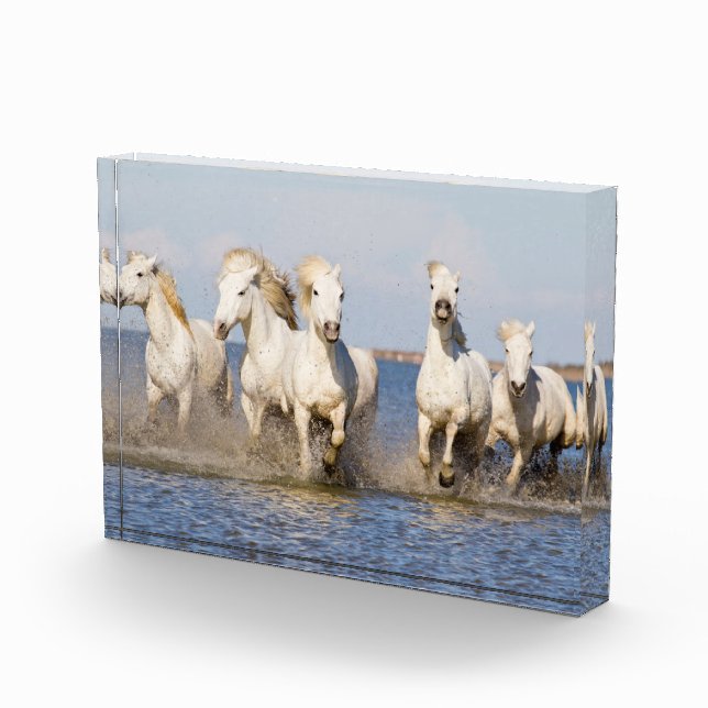 Bloc Photo Chevaux de Camargue (Droite)