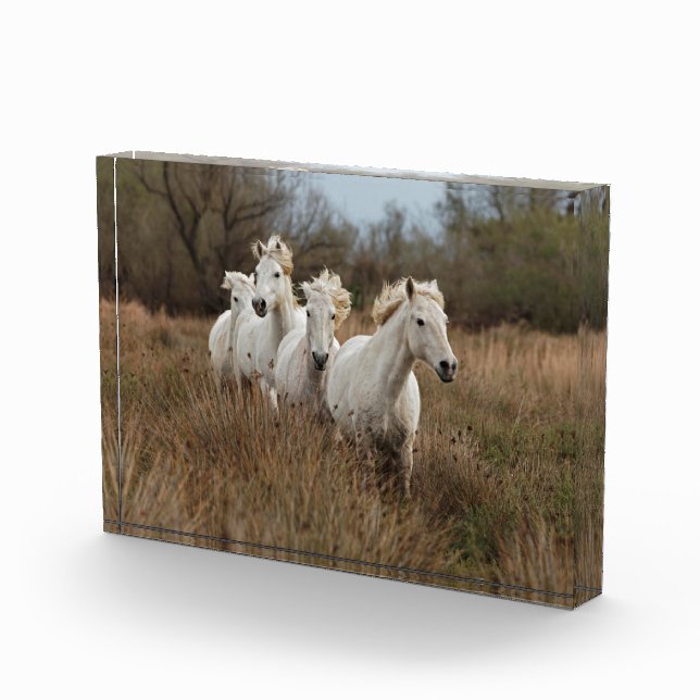 Bloc Photo Chevaux de Camargue courant (Droite)