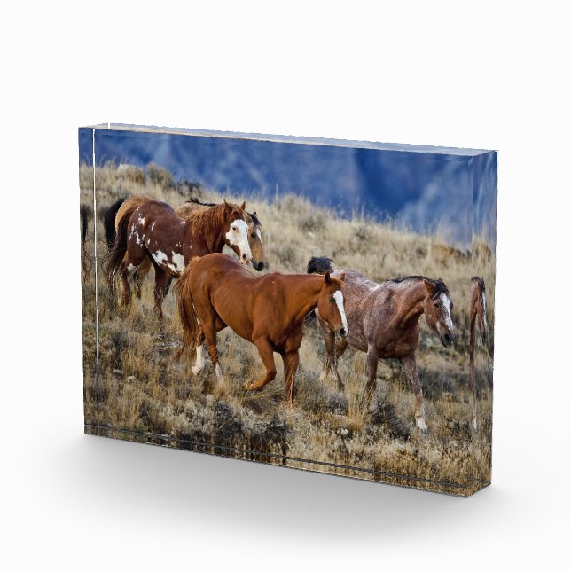 Bloc Photo Chevaux errant dans les collines (Droite)