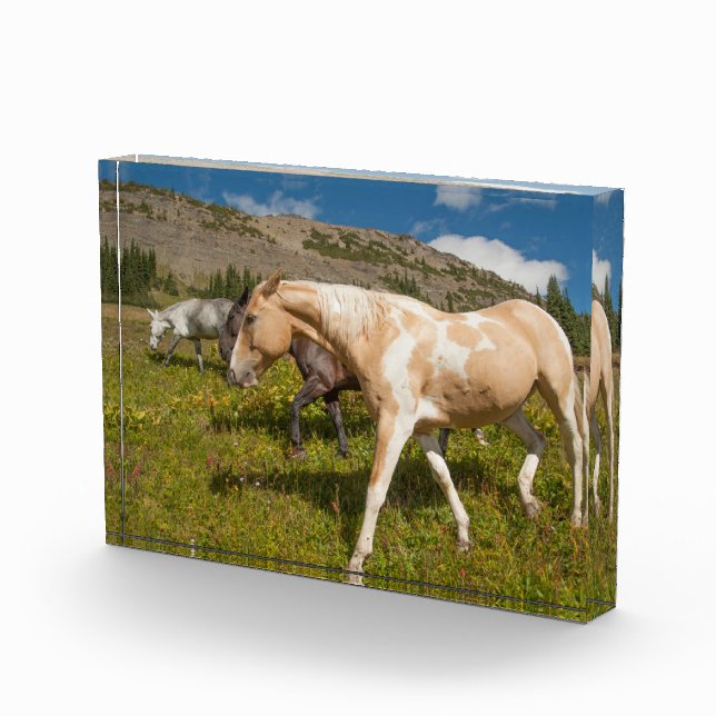 Bloc Photo Chevaux et mulets (Droite)