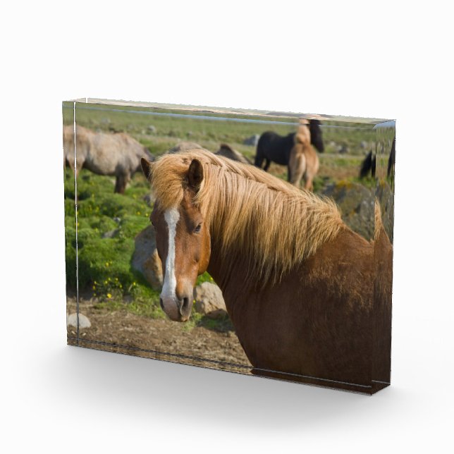 Bloc Photo Chevaux islandais dans le nord-est de l'Islande (Droite)