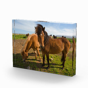 Bloc Photo Chevaux islandais paissent