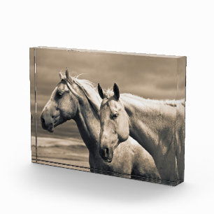 Bloc Photo Chevaux Quarter Horses dans la Prairie Canadienne