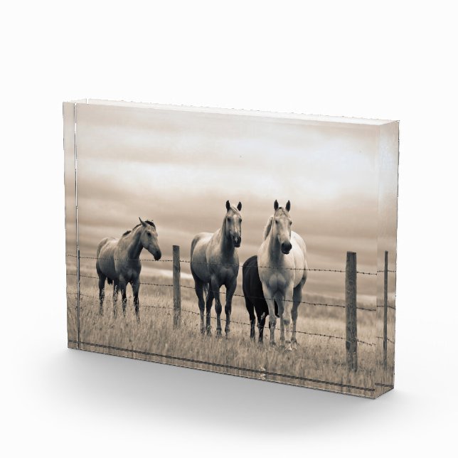 Bloc Photo Chevaux Quarter sur la prairie canadienne (Droite)