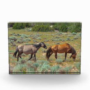 Bloc Photo Chevaux sauvages en pâture