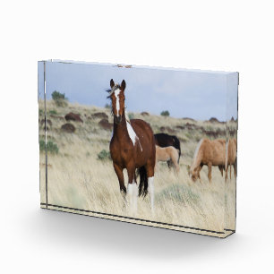 Bloc Photo Chevaux sauvages, montagnes Steens