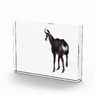 Bloc Photo Chèvre montagneuse minimaliste chamois alpin sur n