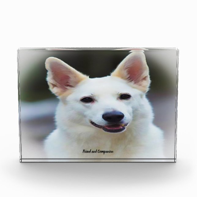 Bloc Photo Chien berger allemand. (Devant)