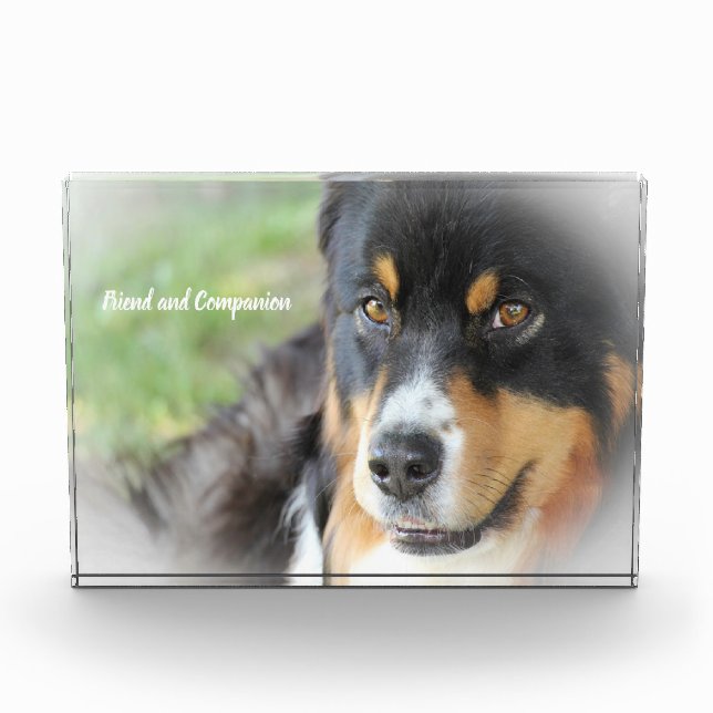 Bloc Photo Chien berger Australien. (Devant)