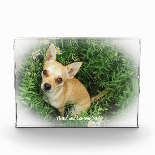 Bloc Photo Chien Chihuahua. (Devant)