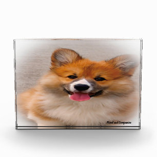 Bloc Photo Chien Corgi Gallois.