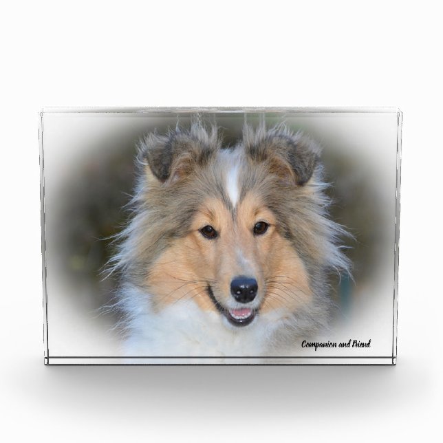 Bloc Photo Chien de berger des Shetland. (Devant)