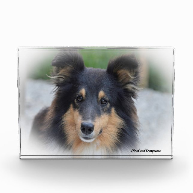 Bloc Photo Chien de berger des Shetland. (Devant)