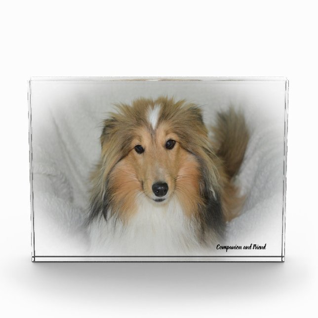 Bloc Photo Chien de berger des Shetland. (Devant)