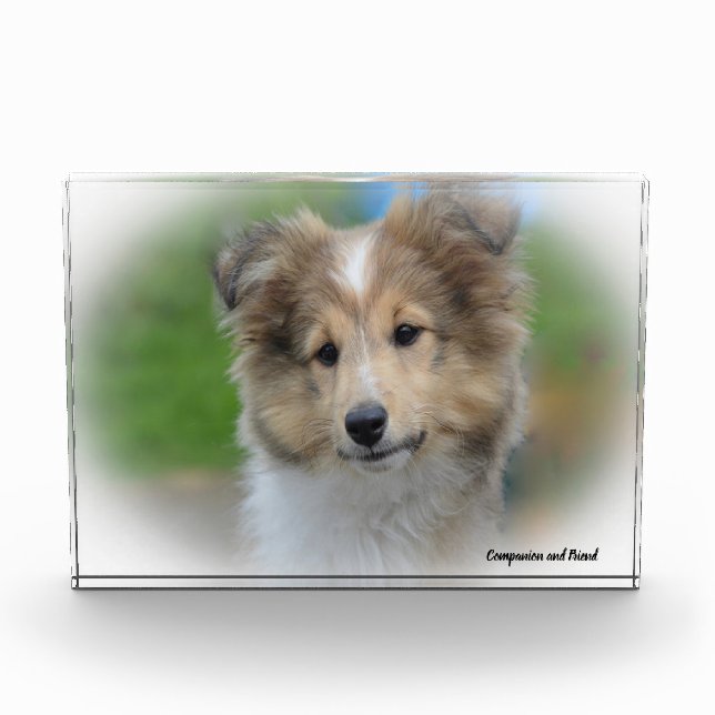 Bloc Photo Chien de berger des Shetland. (Devant)