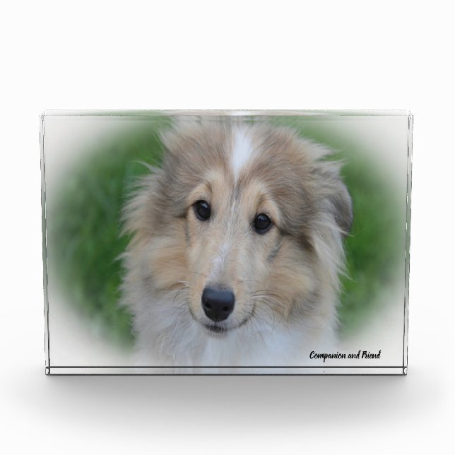 Bloc Photo Chien de berger des Shetland. (Devant)