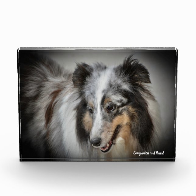 Bloc Photo Chien de berger des Shetland. (Devant)