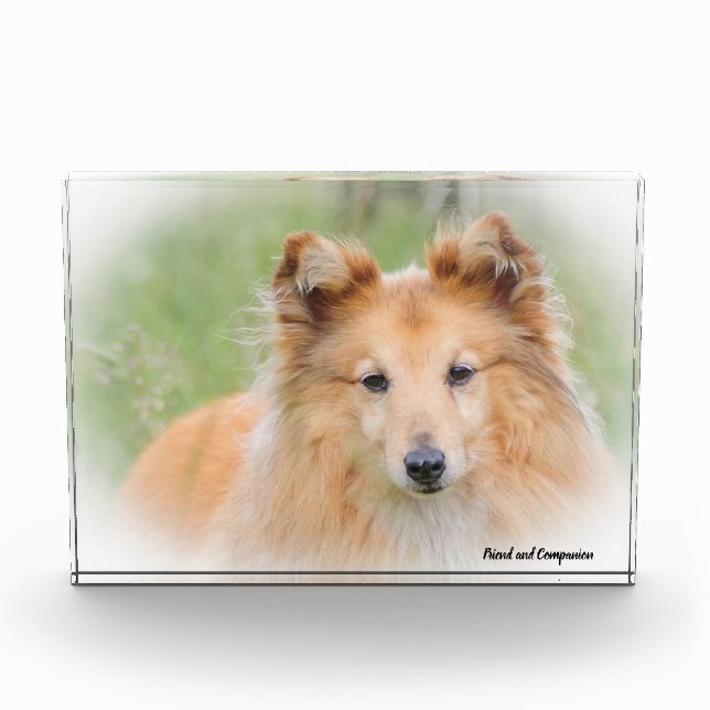 Bloc Photo Chien de berger des Shetland. (Devant)