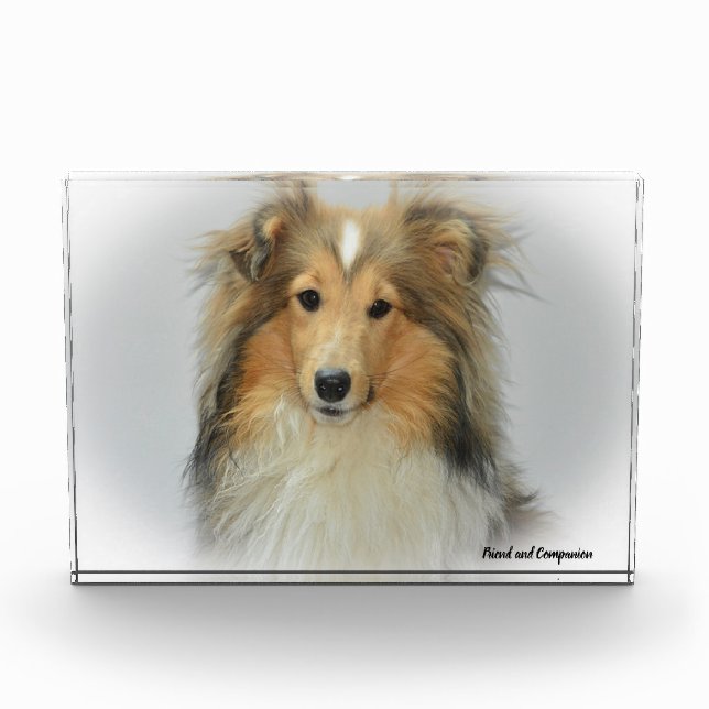 Bloc Photo Chien de berger des Shetland. (Devant)