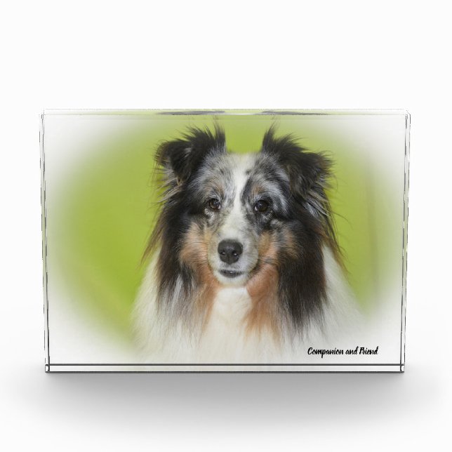Bloc Photo Chien de berger des Shetland. (Devant)