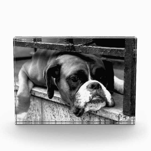 Bloc Photo Chien de boxe sur Windowsill pbcna (Devant)
