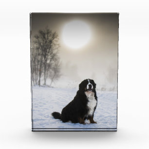 Bloc Photo chien de montagne bernais dans la neige