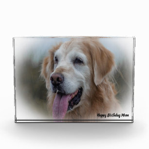 Bloc Photo Chien Labrador