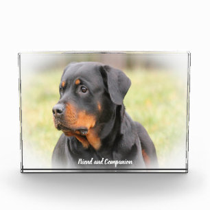Bloc Photo Chien Rottweiler