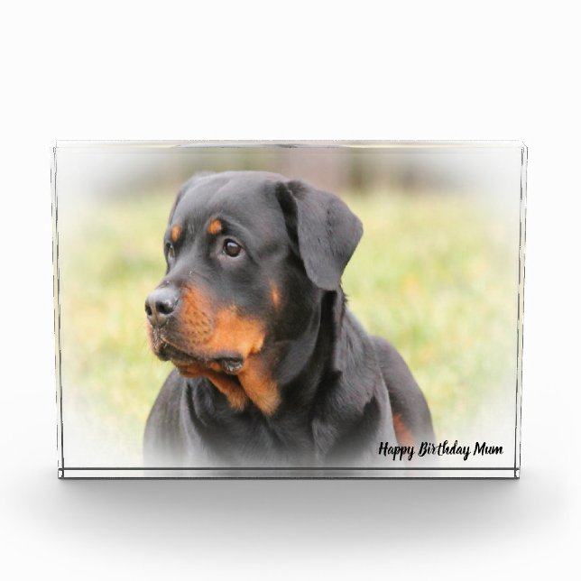Bloc Photo Chien Rottweiler (Devant)