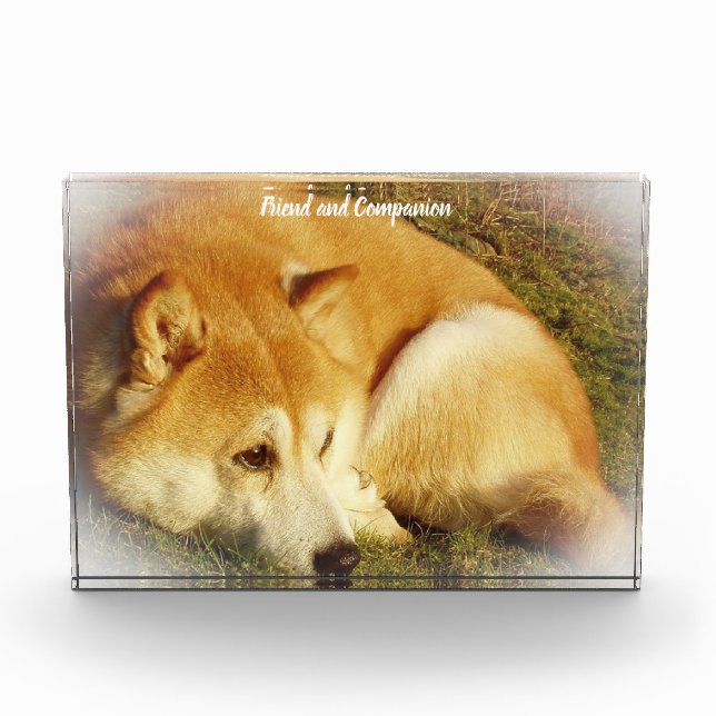 Bloc Photo Chien Shiba Inu. (Devant)