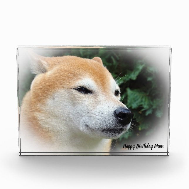 Bloc Photo Chien Shiba Inu. (Devant)