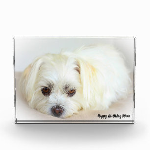 Bloc Photo Chien Shih Tzu