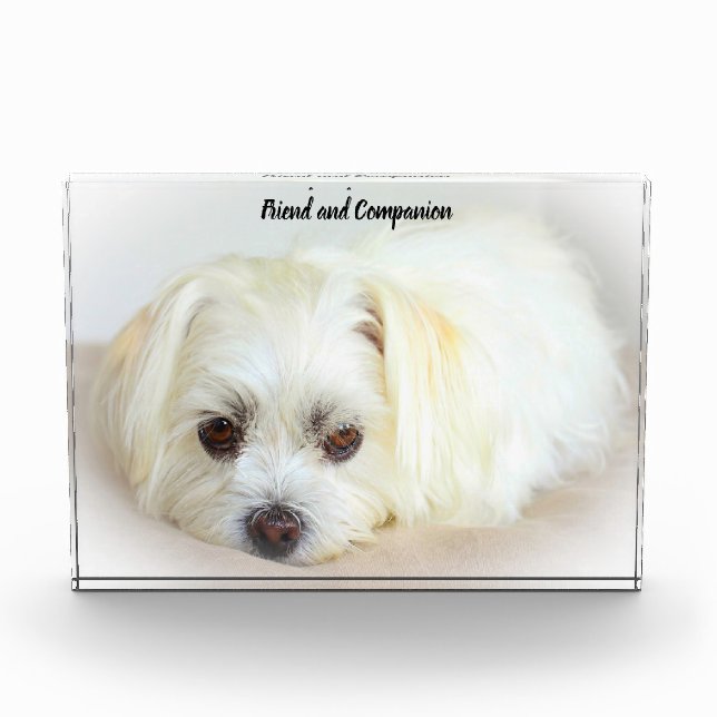 Bloc Photo Chien Shih Tzu. (Devant)