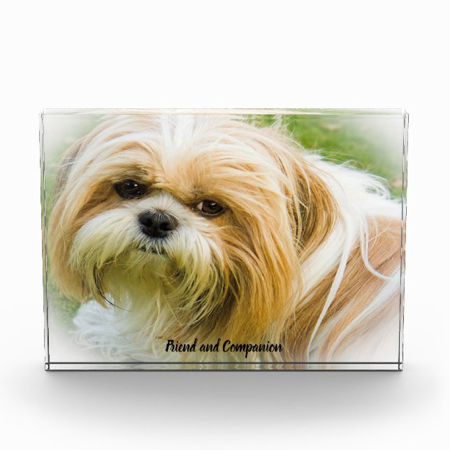 Bloc Photo Chien Shih Tzu. (Devant)