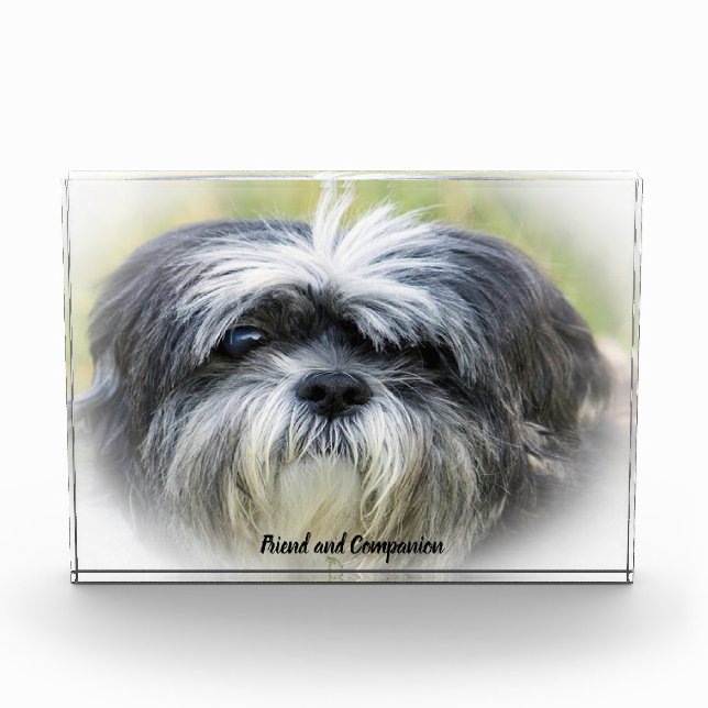 Bloc Photo Chien Shih Tzu. (Devant)