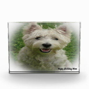 Bloc Photo Chien Terrier Westie.