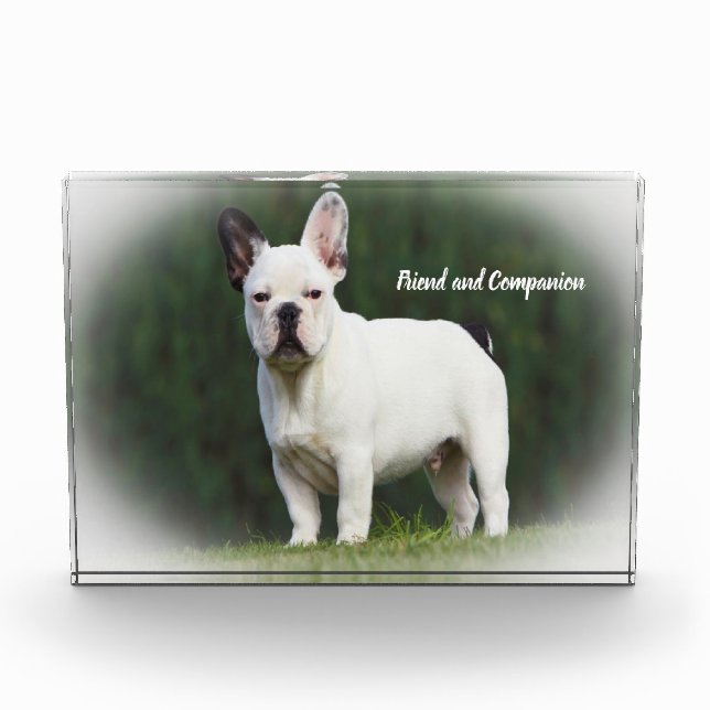 Bloc Photo Chiens Carlin (Devant)