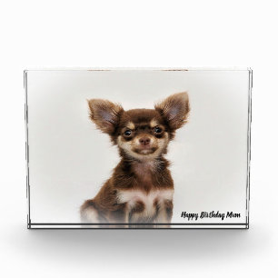Bloc Photo Chihuahua Chien.