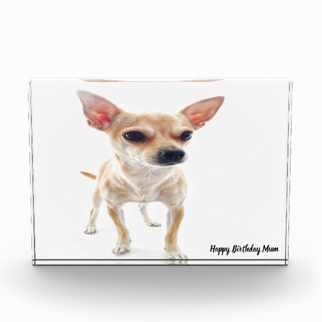 Bloc Photo Chihuahua Chien. (Devant)